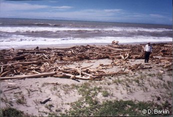 Oaxacan coastline littered with tree trunks after Hurricane Pauline