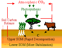 Graphic image showing how soil carbon sequestration works; also explained in accompanying text.