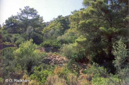 photo of flammable Mediterranean landscape