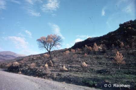 Formerly grazed landscape, now invaded by fire-prone vegetation