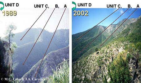panoramic view of study sites in 1989 and in 2002