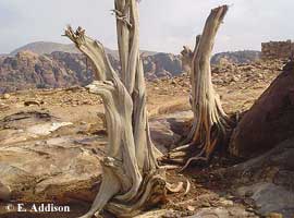 Severely stripped trunks of juniper trees in a deforested area