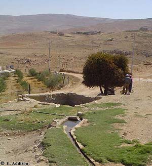 Native 'zarour' tree, 'najil' grass and aqueduct in the town of Rajif