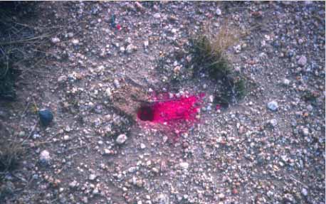 Kangaroo rat seed cache, marked by pink dye