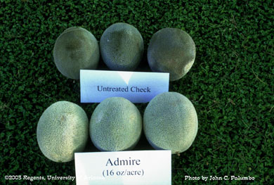 Sooty mold and honeydew contamination on Admire treated and untreated melons