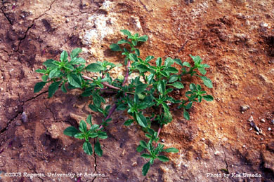 Photo of a prostrate pigweed