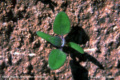 Photo of a common lambsquarters