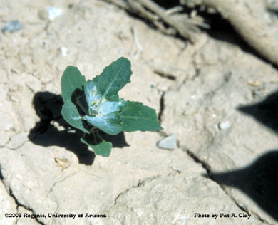 Photo of a common lambsquarters