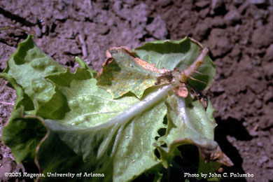 Immature infestation on small lettuce plant