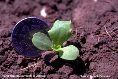 Pre thinning stage lettuce plant in desert lettuce production