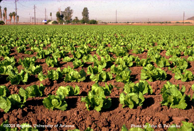 Lettuce plants at the pre-heading developmental stage in desert production