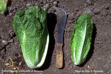 Impact of thrips feeding and scarring on romaine lettuce yield and quality