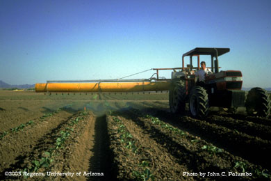 Insecticide being applied to cauliflower with an electrostatic sprayer 