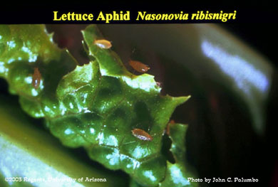 Lettuce aphid on lettuce