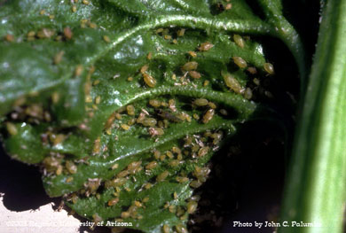 Green peach aphid infesting bunching spinach 