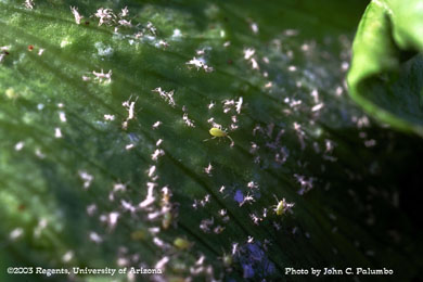 Green peach aphid infesting lettuce head