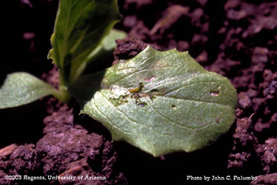 Beet armyworm feeding on lettuce plant