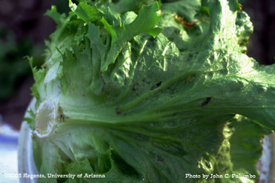 Cabbage looper damage on head lettuce