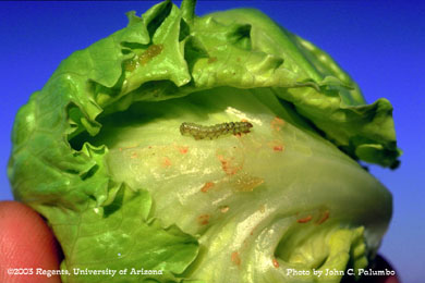 Budworm / bollworm feeding on head lettuce