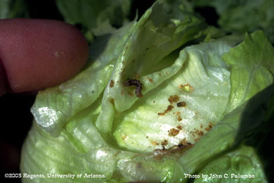 Budworm / bollworm damage on head lettuce