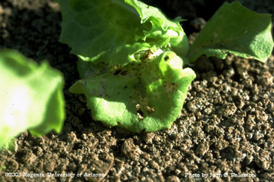 Beet armyworm feeding on lettuce plant