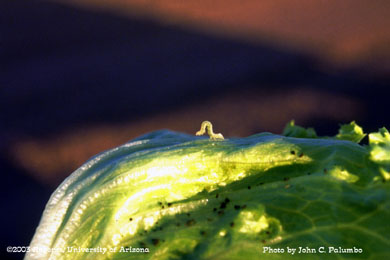 Cabbage looper on lettuce head