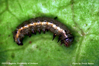 Beet armyworm mortality to Confirm - 3 DAT