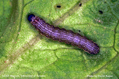 Beet armyworm mortality to Confirm - 1 DAT
