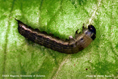 Beet armyworm mortality to Confirm - 2 DAT