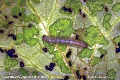 Beet armyworm mortality -untreated leaf 1 DAT