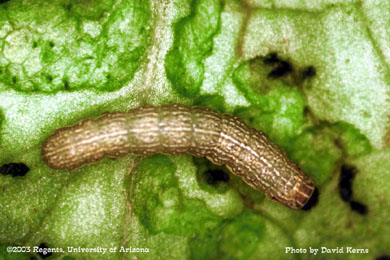 Beet armyworm mortality to Confirm - 3 DAT