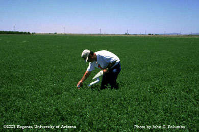 Sampling for Whiteflies in alfalfa using a modified hand vacuum procedure
