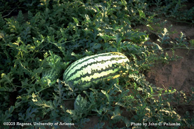 Seeded watermelon grown as pollinator in seedless watermelon production