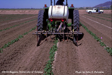Application of Platinum by side dress injection during early bloom stage of cantaloupes