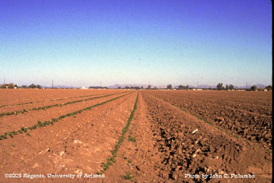 Stand establishment of melons on Yuma beds following Admire application