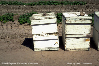 Honeybee hives placed adjacent to blooming melon crop