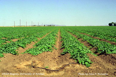Melons during fruit set following Admire application on Yuma beds 