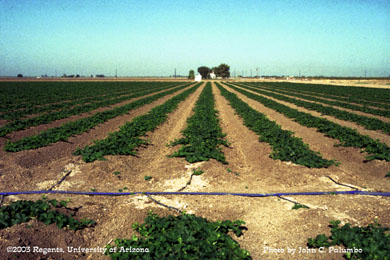 Melons being produced using sub-surface irrigation