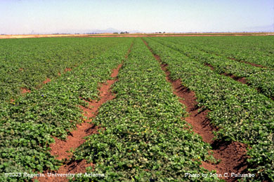 Melon crop approaching harvest grown under sub-surface drip irrigation  