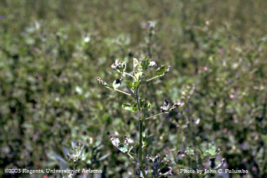 Damage  to alfalfa plants (stunted growth and curled trifoliate leaves) by western flower thrips 