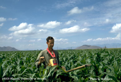 Leon Moore in Southwestern corn borer demo-test in Cochise County, AZ