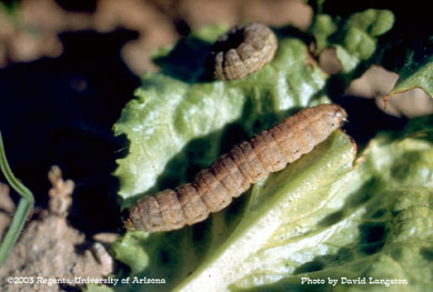 Cutworm larva