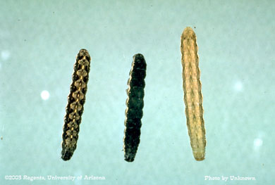 Corn earworm larvae, dorsal view