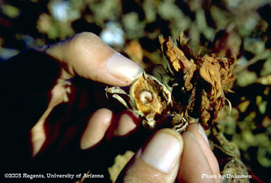 Boll weevil larva in a cotton boll