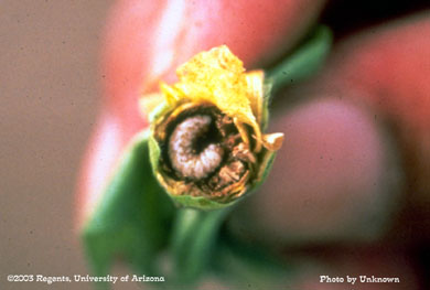 Boll weevil larva in a pima cotton flower/boll