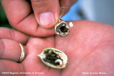 Boll weevil larvae in a cotton boll
