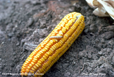 Southwestern corn borer larva (non-diapausing form) on an ear of corn
