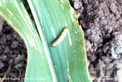 Southwestern corn borer larva (non-diapausing form) on a corn leaf