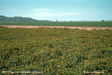 Safflower field in bloom