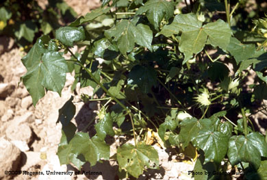 Aphid injury to cotton leaves in Marana, AZ